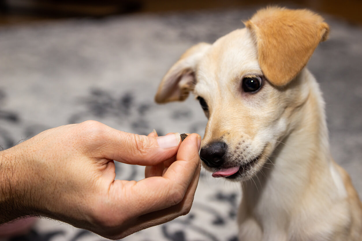 Tutor entrega premio a can, como parte de las técnicas para adiestrar a un cachorro. 