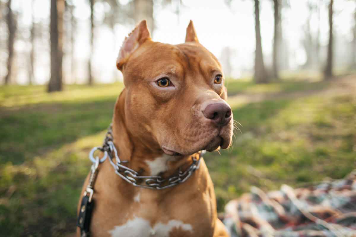 American pitbull terrier, tipos de pitbull con nariz roja.