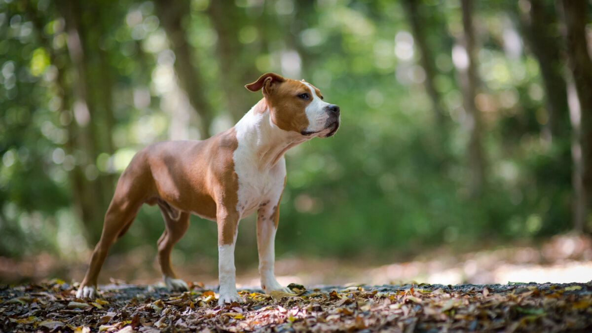 American staffordshire terrier, tipos de pitbull.