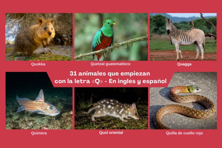 Animales que empiezan con la letra «Q» - En inglés y español