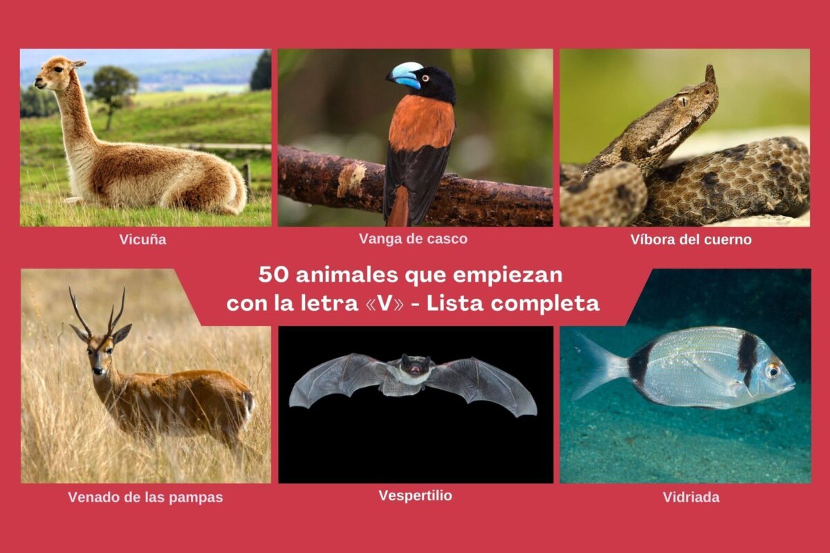 Animales con v.