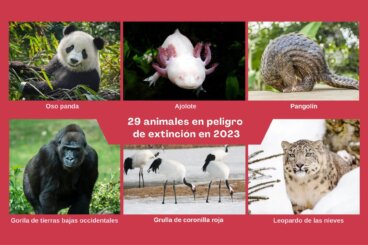 El oso panda y los 28 animales en peligro de extinción en 2023