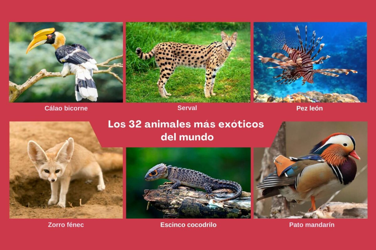 Animales exóticos del mundo.