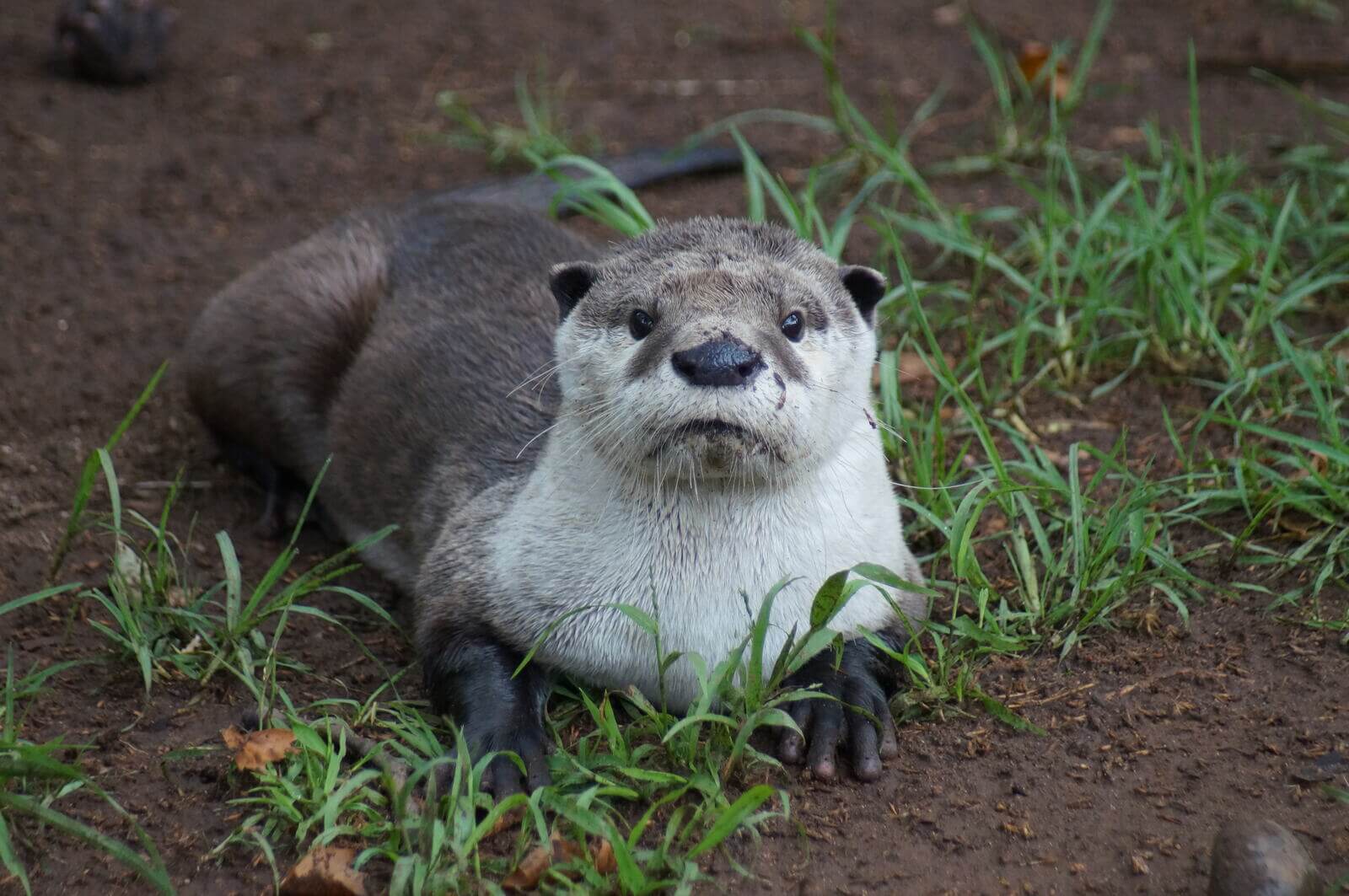 A gray and white clawless otter.