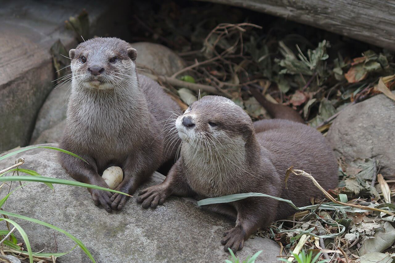 Two small clawed otters laying among rocks and plants.