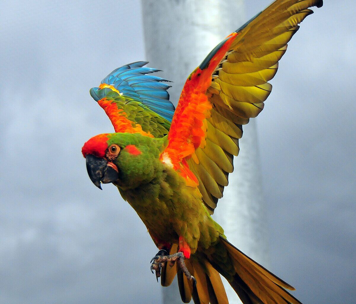 Guacamayo de frente roja extiende en vuelo. 