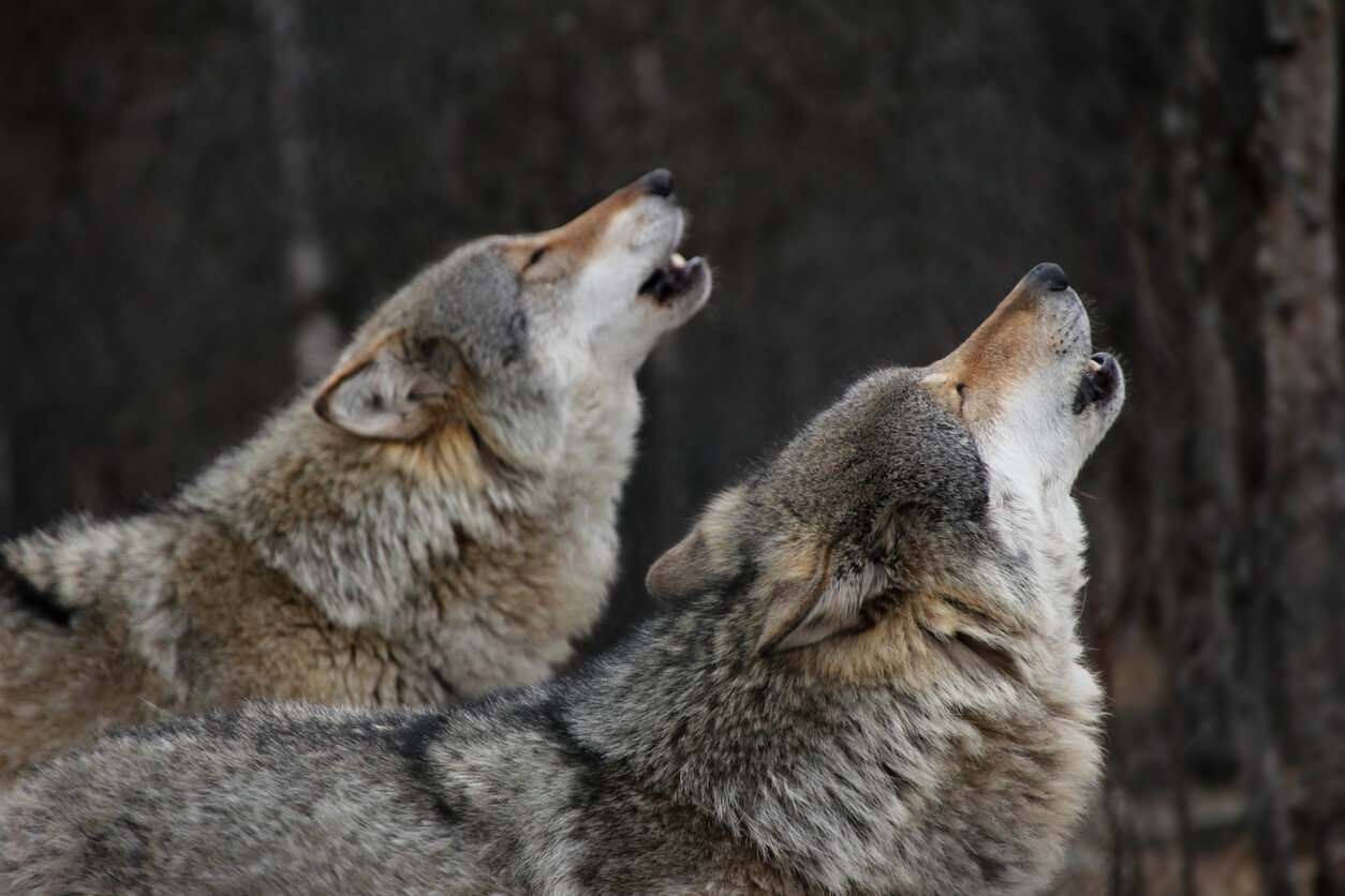 Dos lobos aúllan en el bosque. 