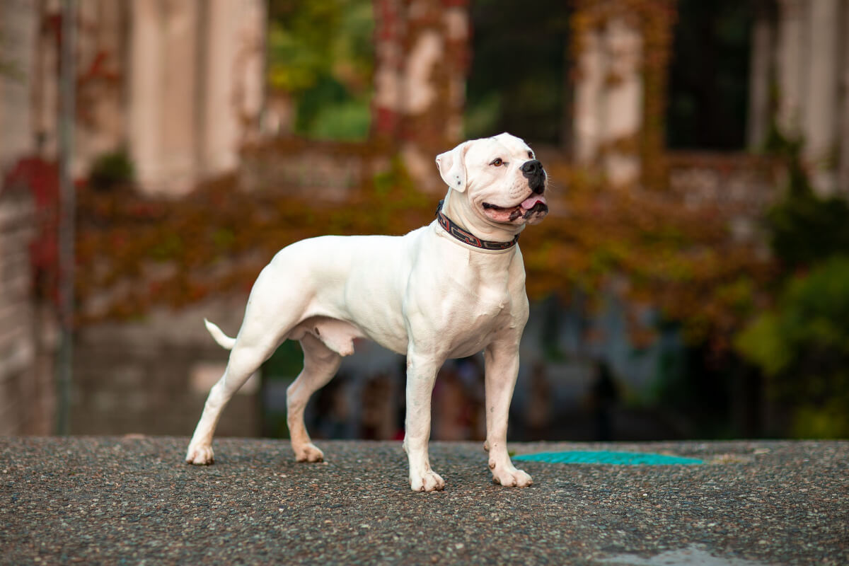 An American bulldog.