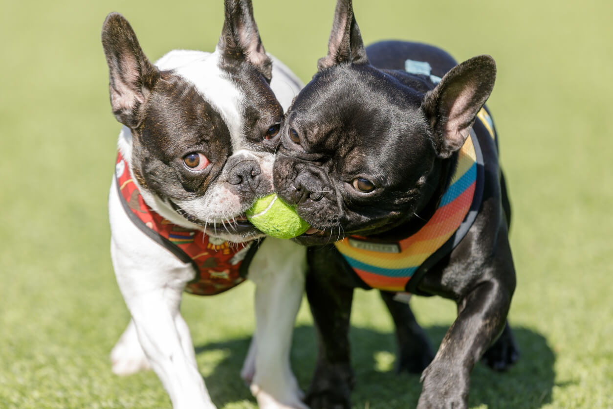 Deux chiens se battent pour une balle de tennis. La possessivité est une des caractéristiques du tempérament du bouledogue français.