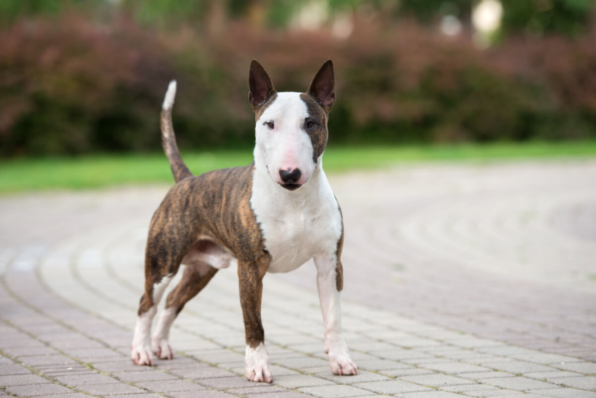 A bull terrier standing.