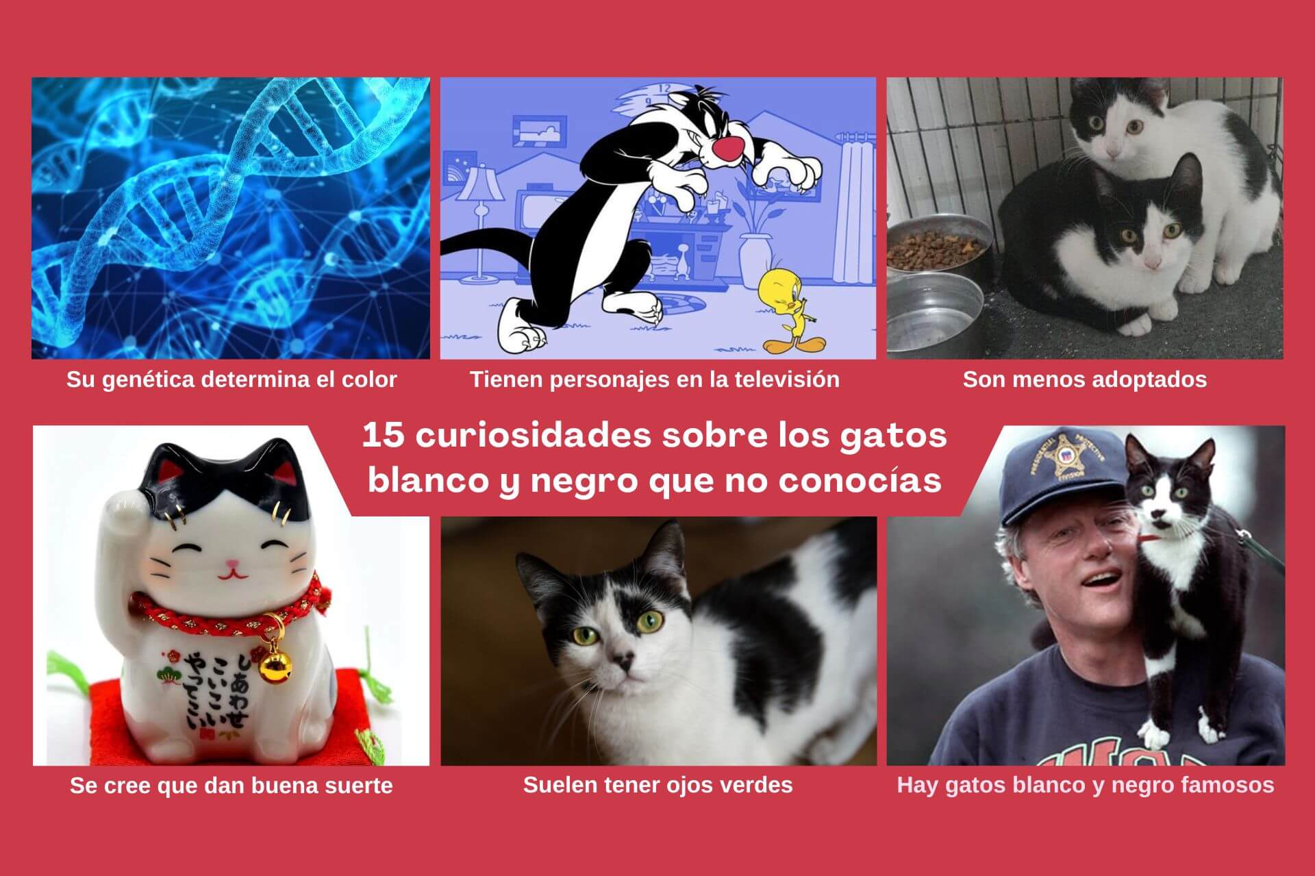 Curiosidades sobre gatos blanco y negro