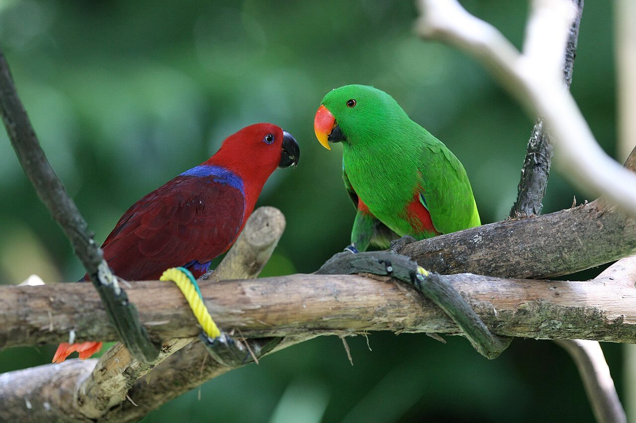 Pareja de Eclectus roratus sobre la rama de un árbol. 