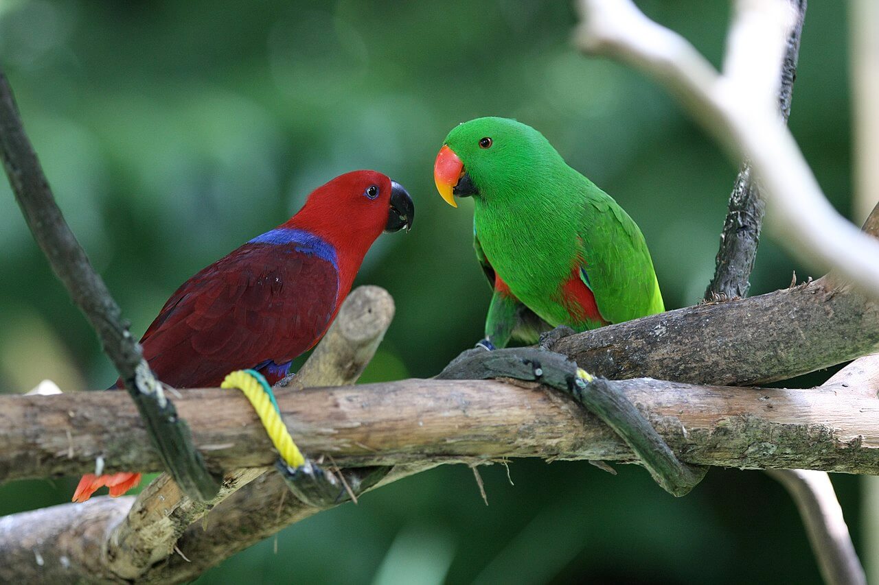 Pareja de Eclectus roratus sobre la rama de un árbol.