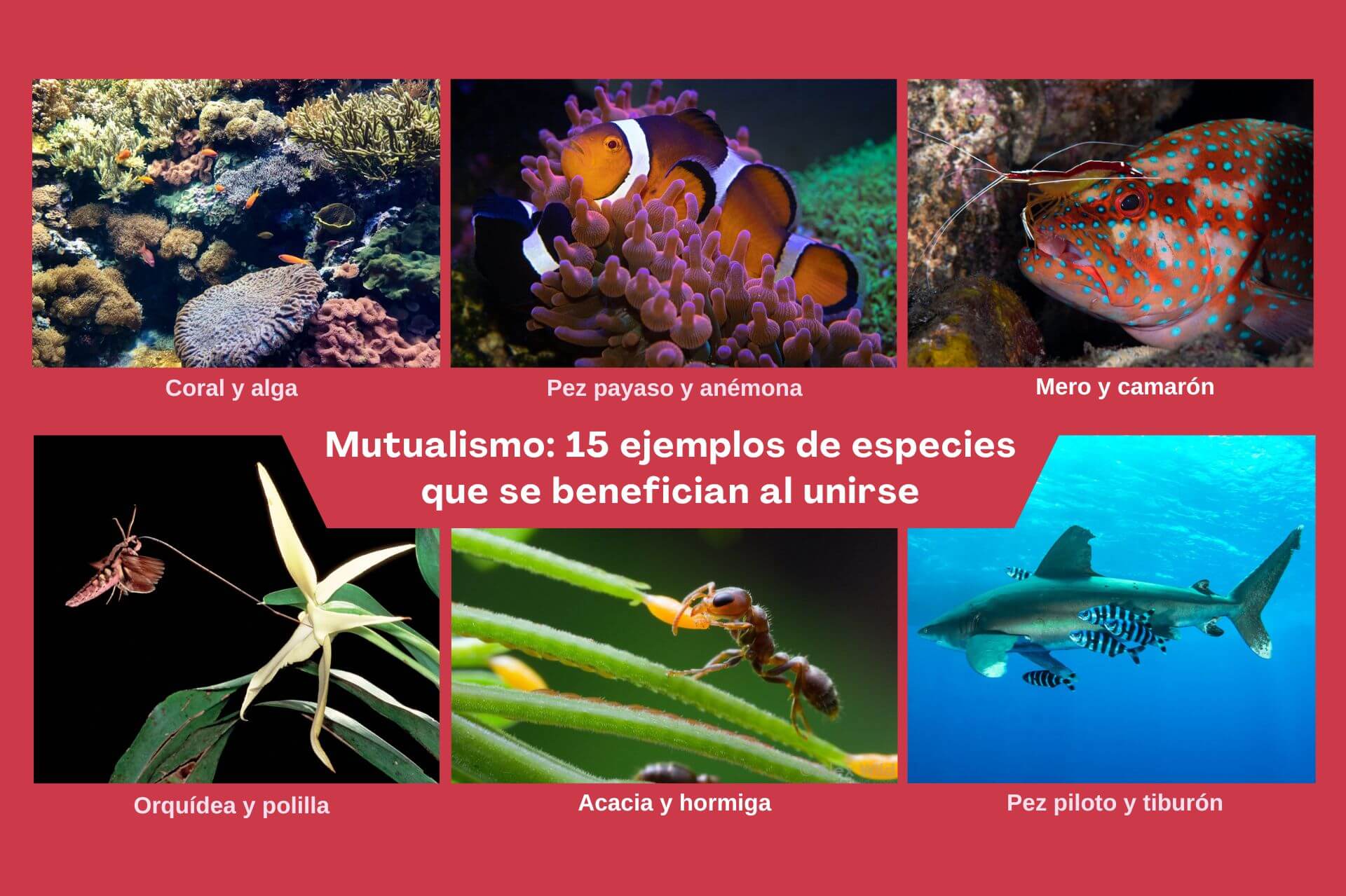 Mutualismo: 15 ejemplos de especies que se benefician al unirse