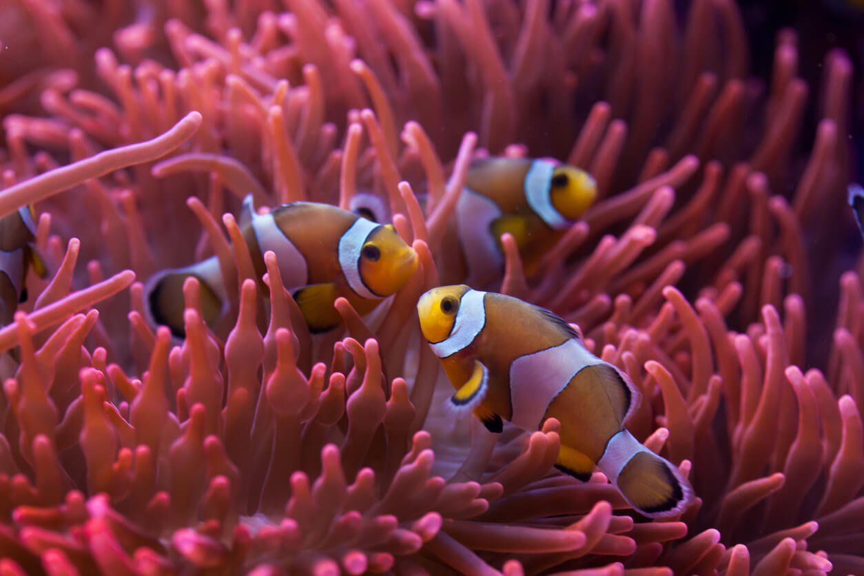 Il pesce pagliaccio e gli anemoni sono uno degli esempi più emblematici di mutualismo.
