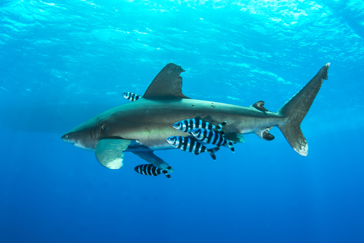 Peces piloto junto a un tiburón.