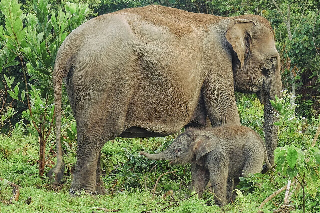 Elefante de su Sumatra hembra con su cría. 