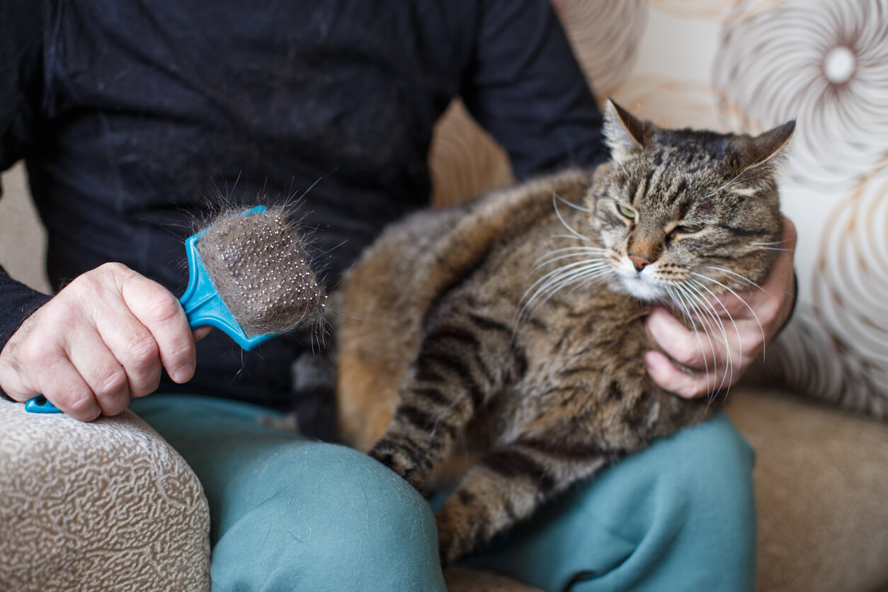 Hombre cepilla a su gato como medida de prevención a la aparición de bolas de pelo en su felino.