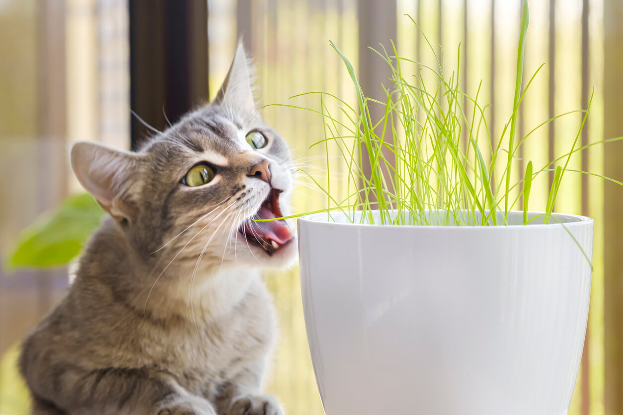 Felino come hierba gatera para purgarse. Expulsar bolas de pelo en gatos. 