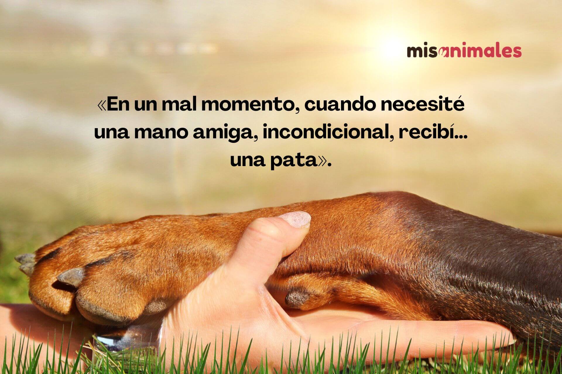 Un humano sostiene la pata de un perro. Frases bonitas de perros y dueños.