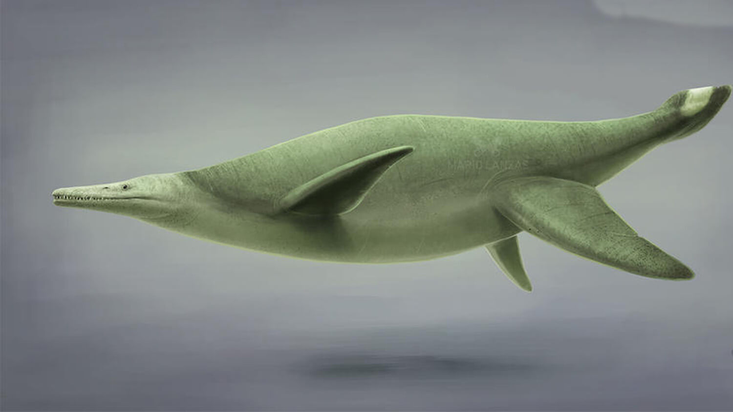 A digital illustration of a Gallardosaur.