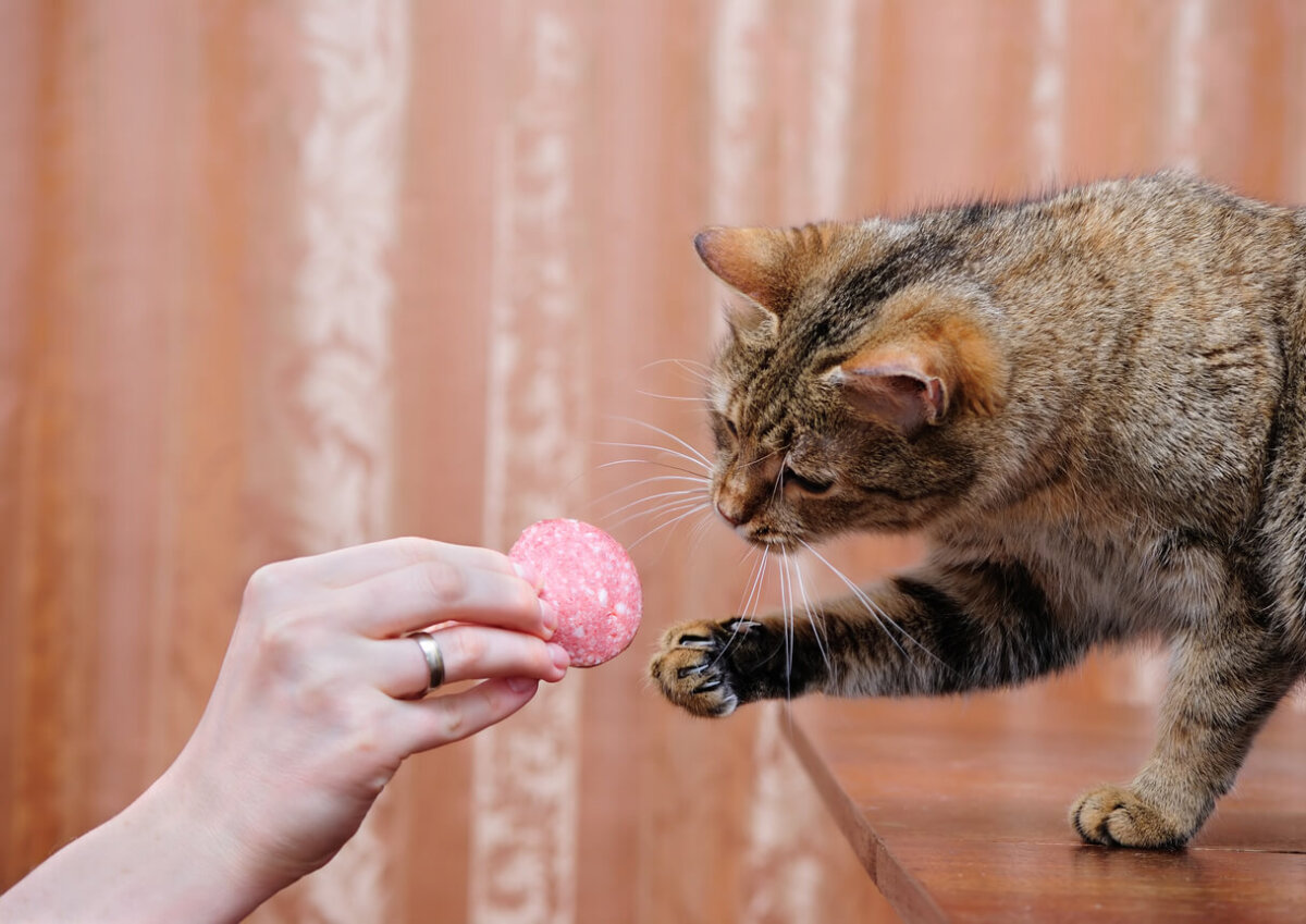 Humano le ofrece longaniza a un gato.