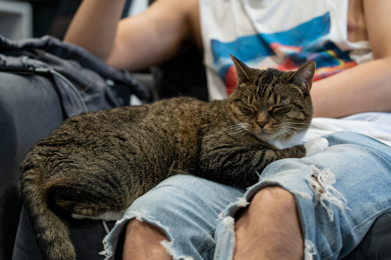 Gato descansa sobre las piernas de su cuidador. 