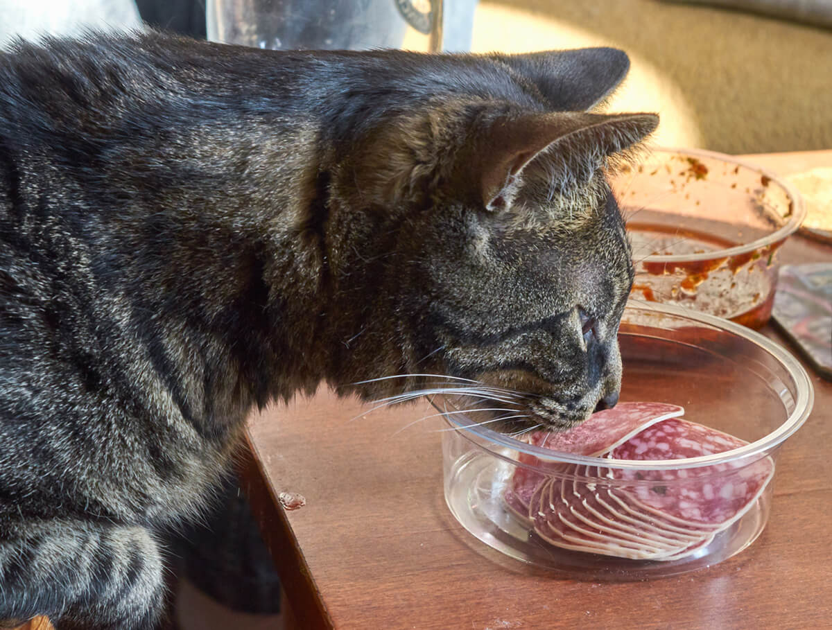 Un minino se acerca a un plato con longanizas. ¿Los gatos pueden comer longanizas?