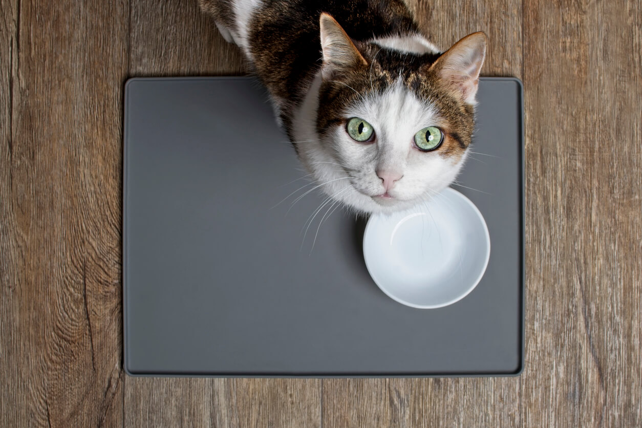 Gato, frente a un plato vacío, ronronea porque tiene hambre. 