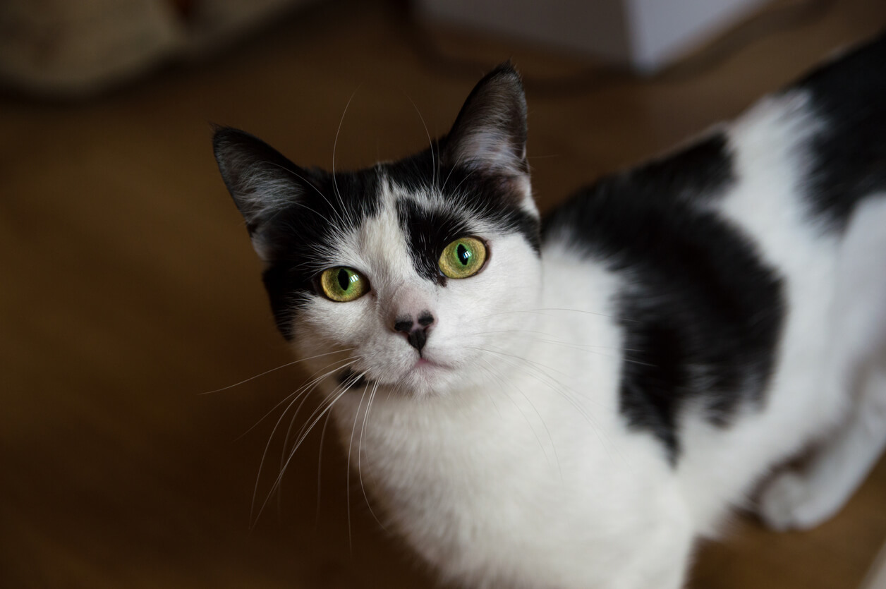 Gato blanco y negro con ojos verdes.