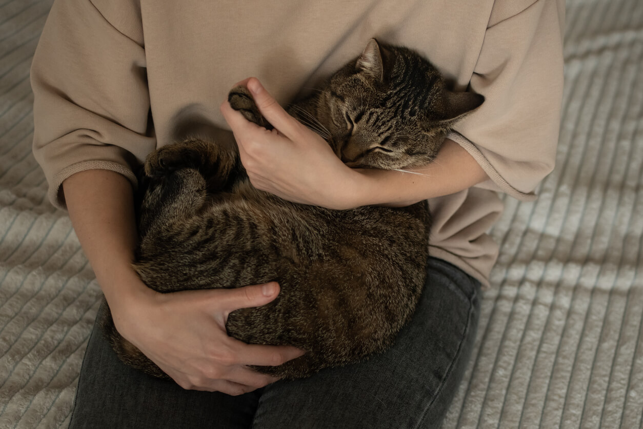 Felino sobre el regazo de un humano. Los gatos se despiden antes de morir.