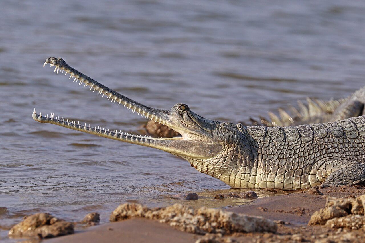 Gavial del Ganges a orillas del río. 