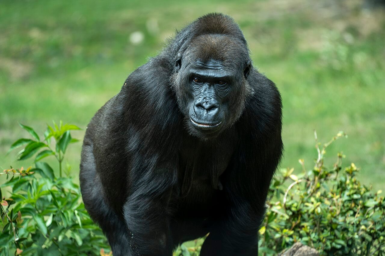 El Gorila de las tierras bajas occidentales es un animal en peligro de extinción.