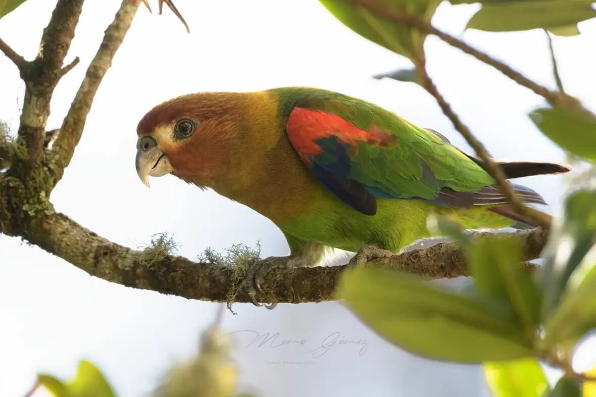 Hapalopsittaca amazonina se posa sobre la rama de un árbol.