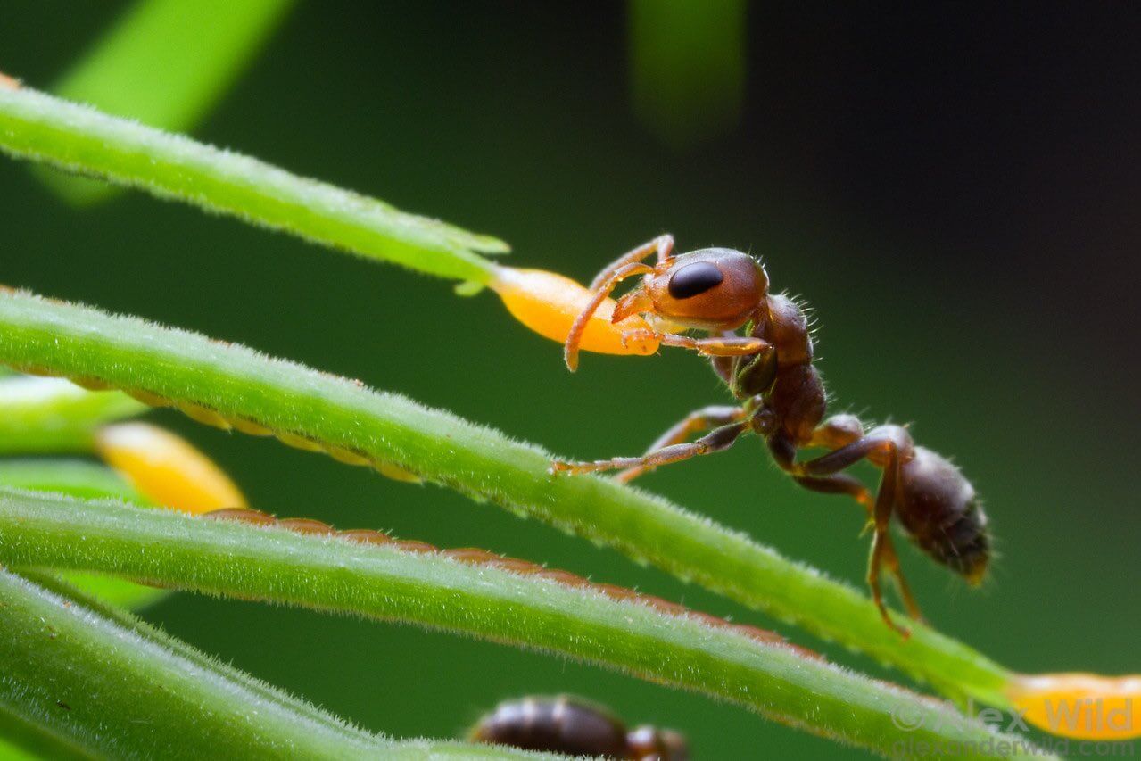La relación entre la hormiga y la acacia es uno de los ejemplos de mutualismo en la naturaleza. 