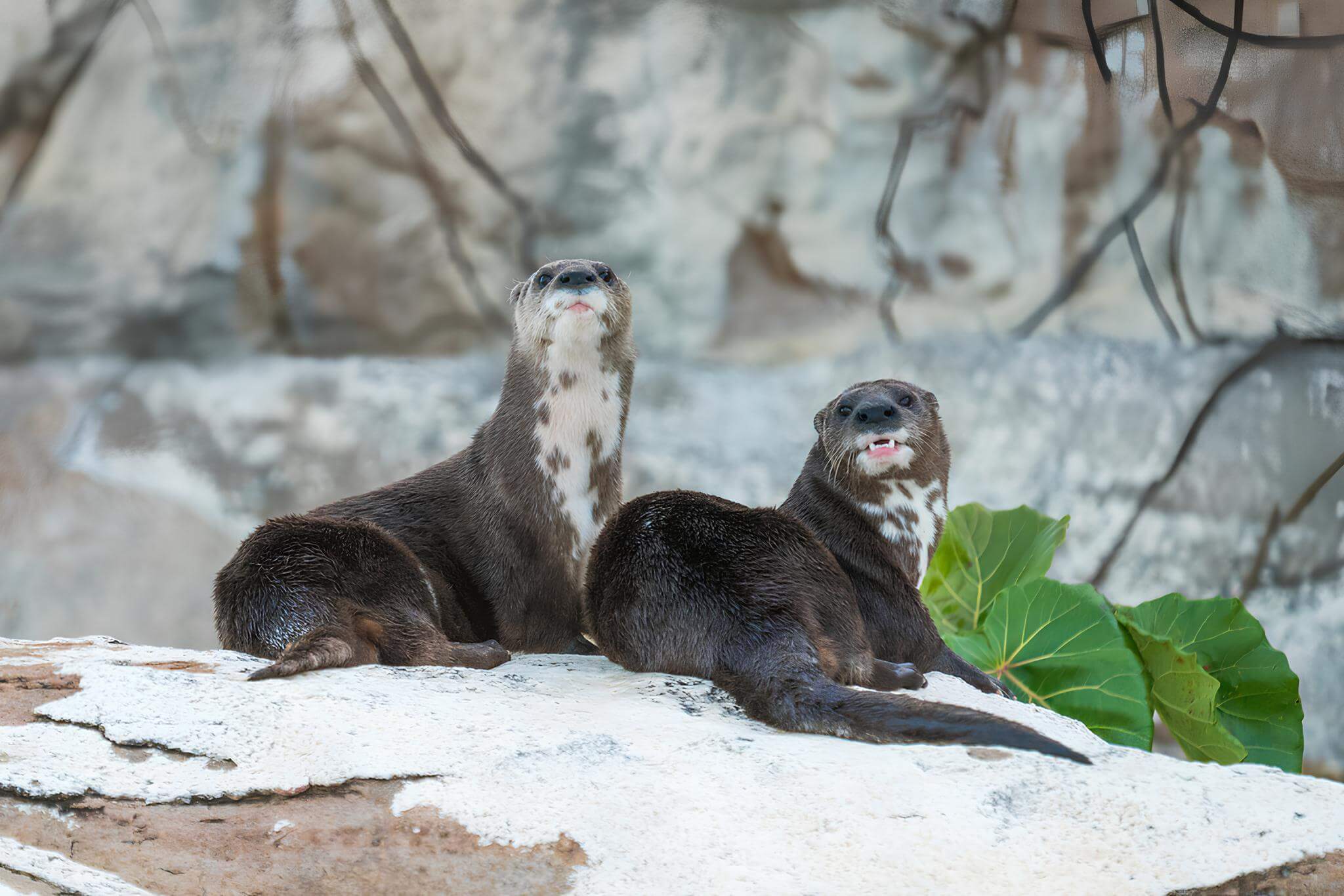 Two spotted necked otters on a large rock.