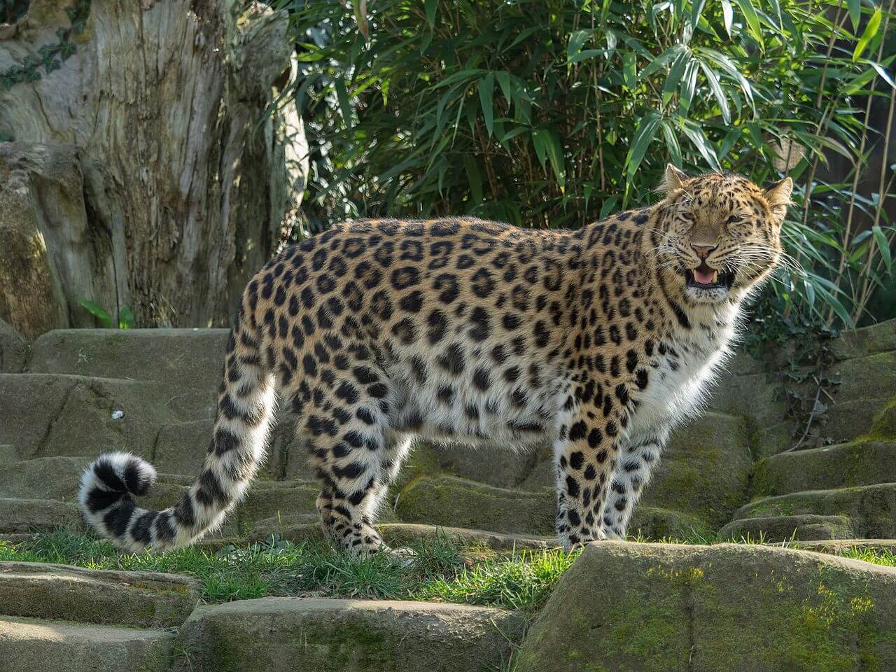 Leopardo Amur en un zoológico. 