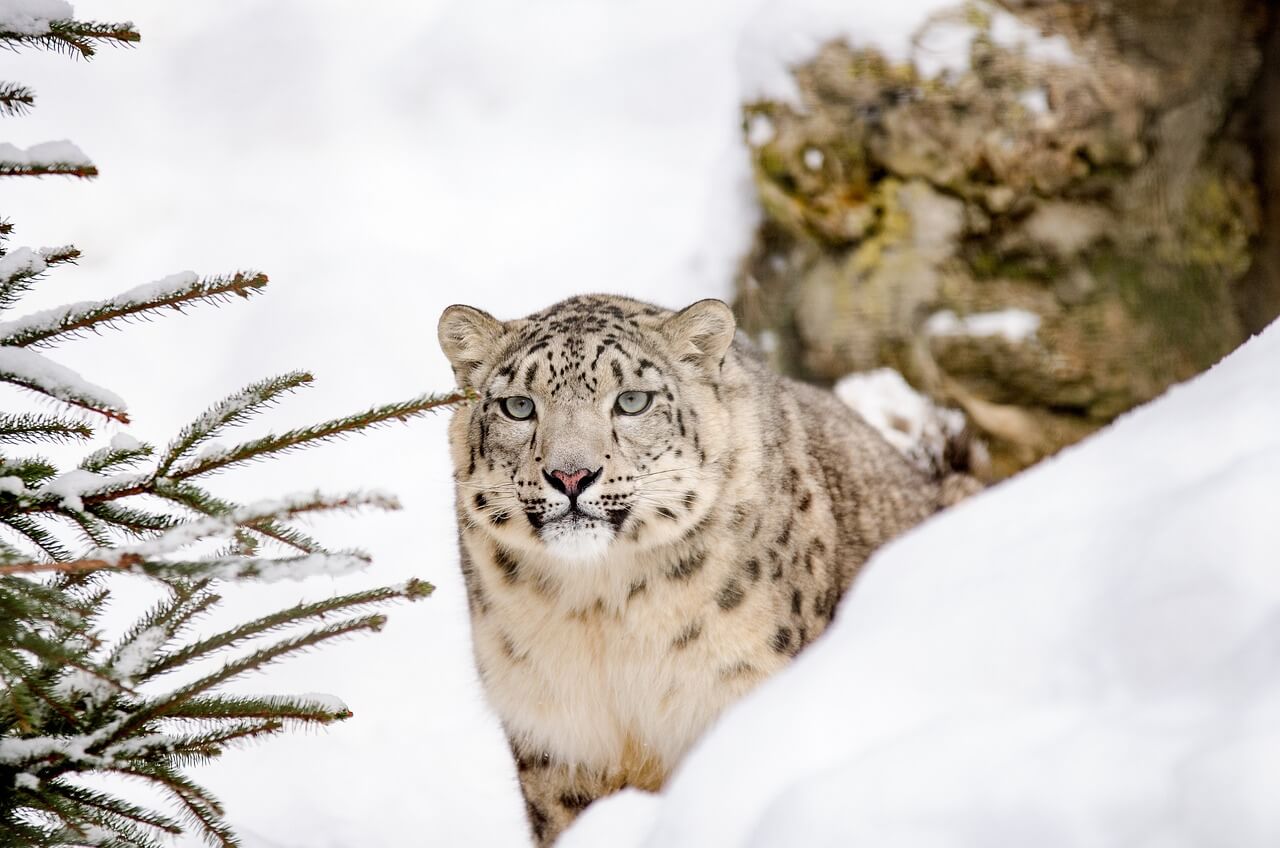El leopardo de las nieves es uno de los animales en peligro de extinción.