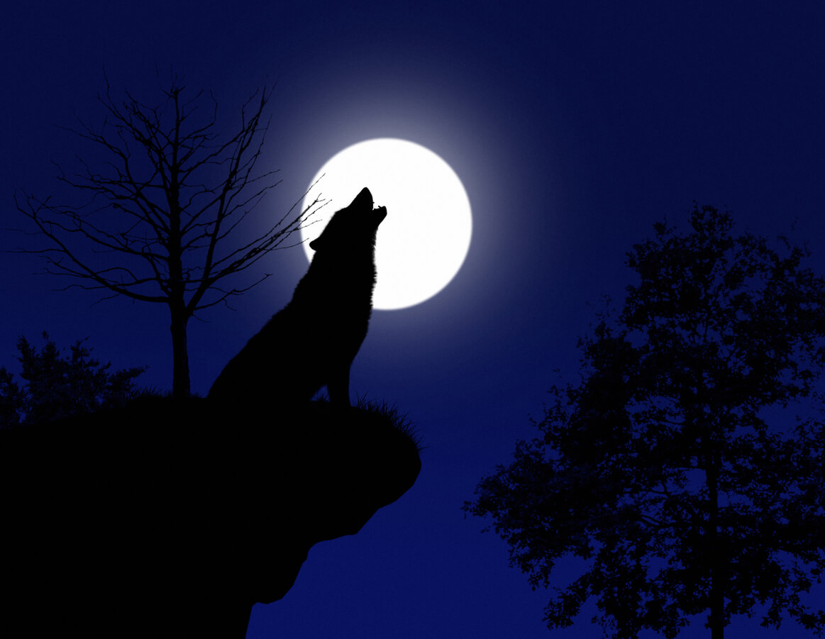 Il lupo ulula in una foresta in una notte di luna piena.