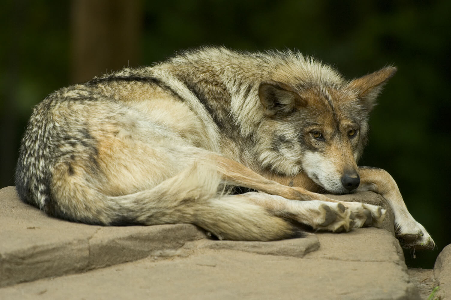 Lobo gris mexicano en un zoológico. 