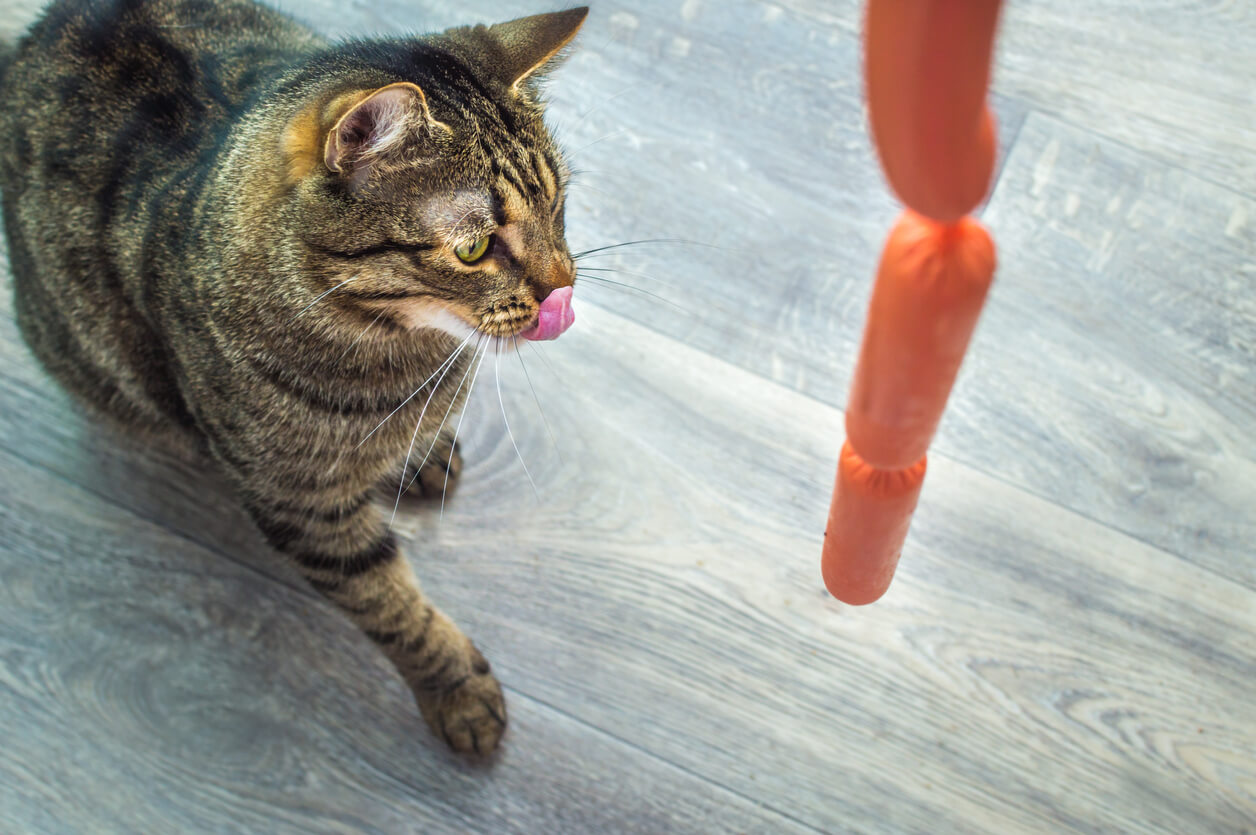 Gato con hambre mira con deseo unas salchichas.