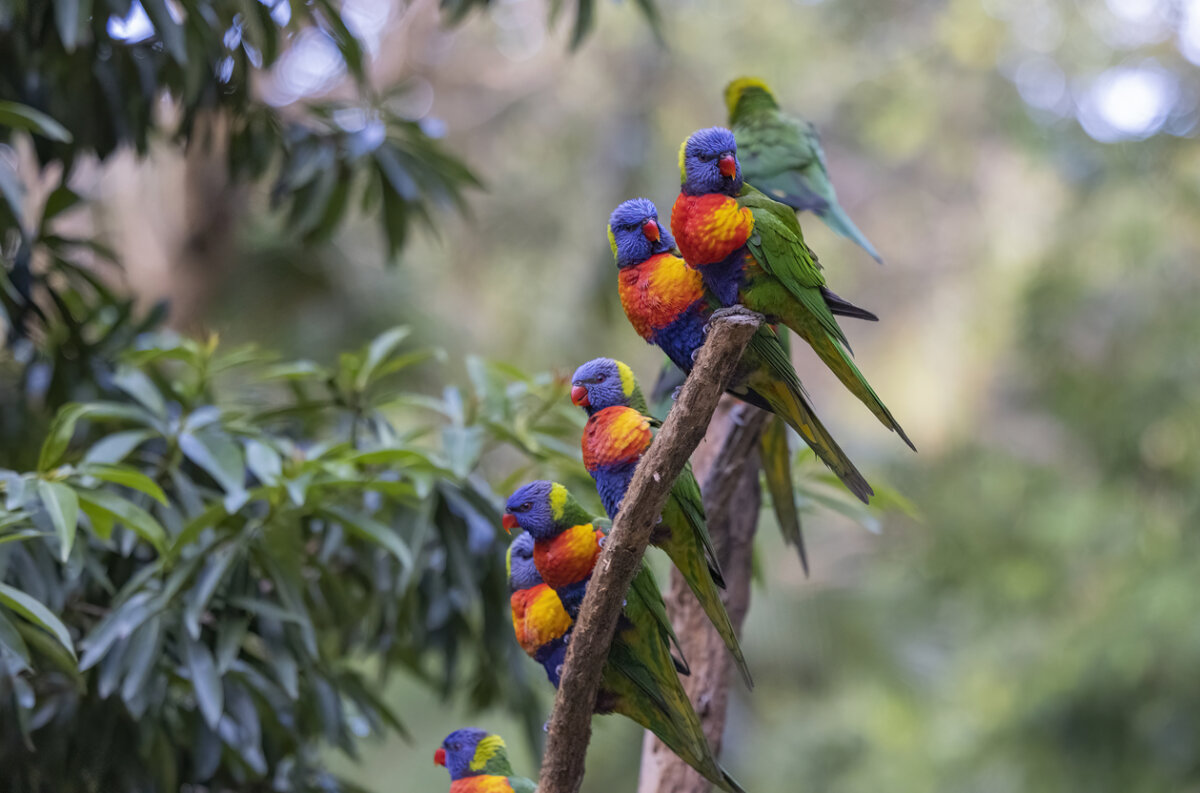 Loro arcoíris, animal exótico.