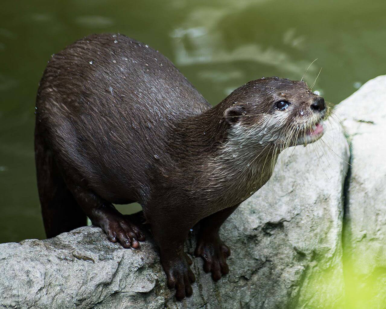 A Hairy-nosed otter standing on a rock sticking out the water.