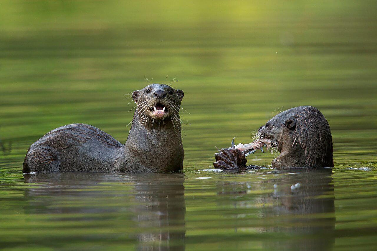 Due lontre dal pelo liscio nell'acqua. Uno di loro mangia un pesce.