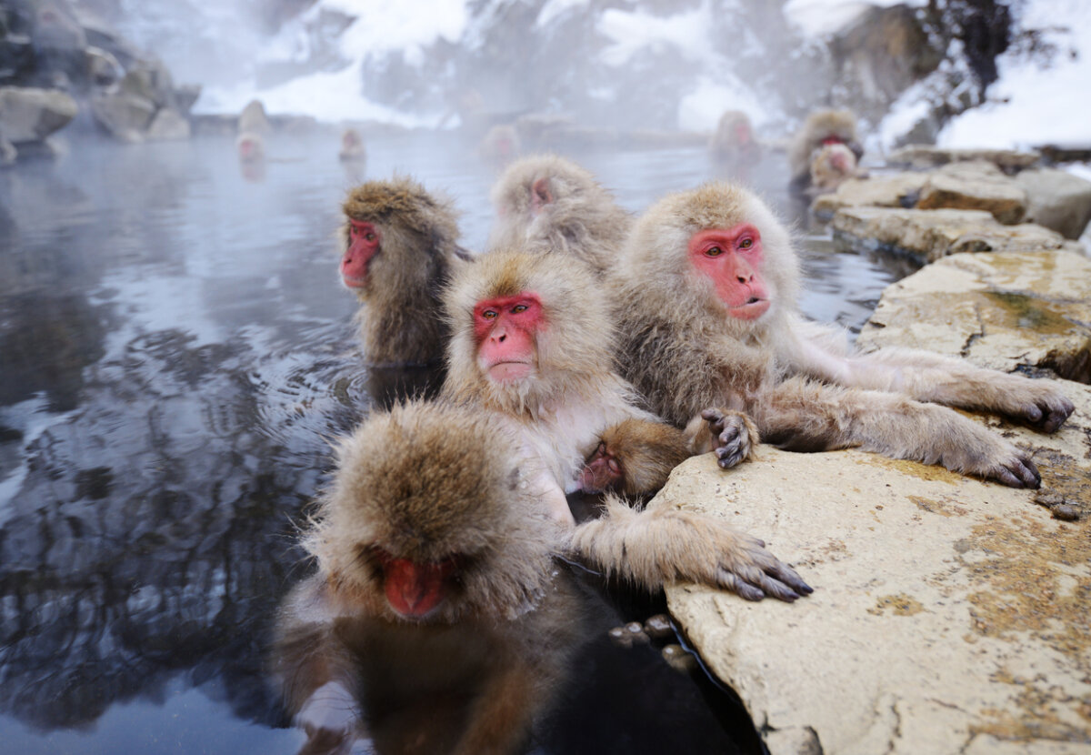 Macaco japonés, animales exóticos.