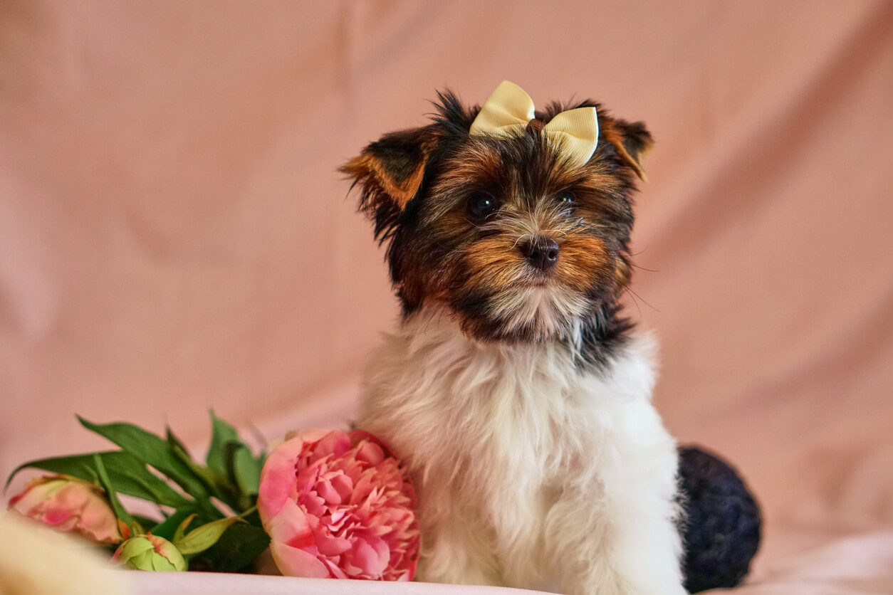 Cachorra con lazo al lado de una flor. Nombre para perritas hermosos y variados. 