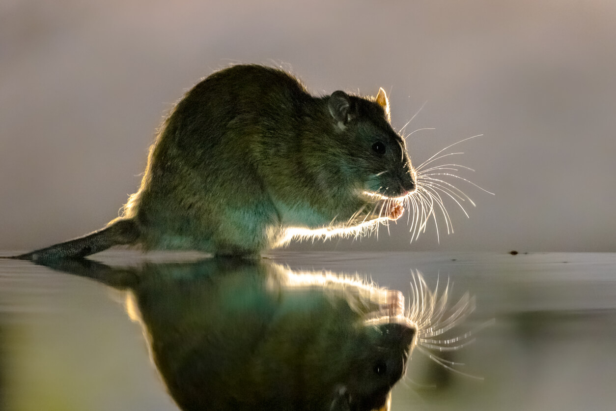 Olores que odian las ratas.