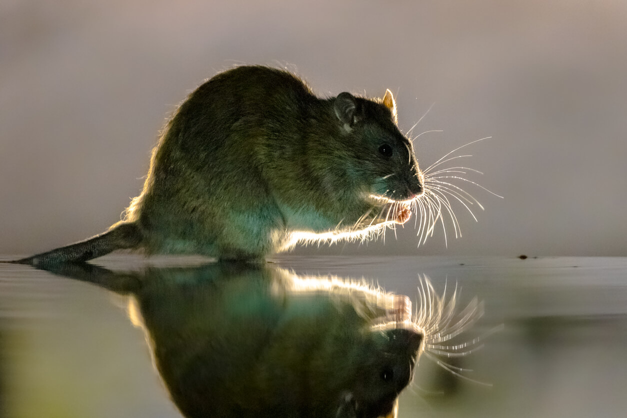 Ahuyenta a las ratas con estos 8 olores que odian