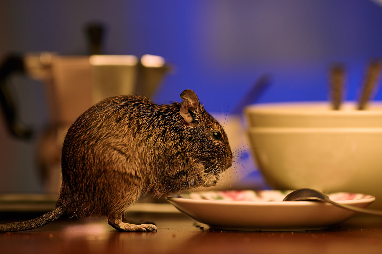 Rata sobre una mesa. Olores que odian las ratas.