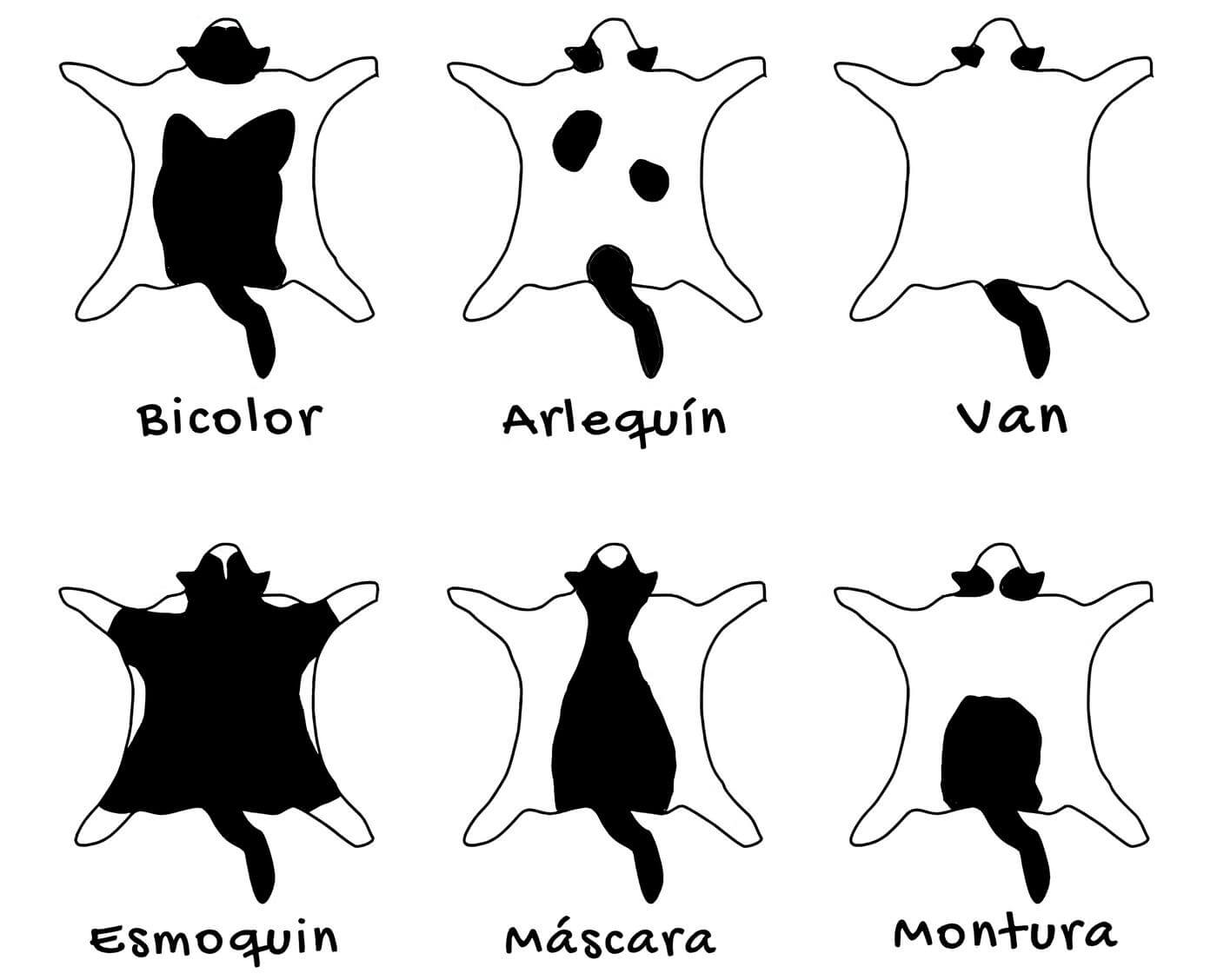 Modelli di gatti in bianco e nero.